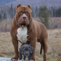 DDK9’S THE HULK