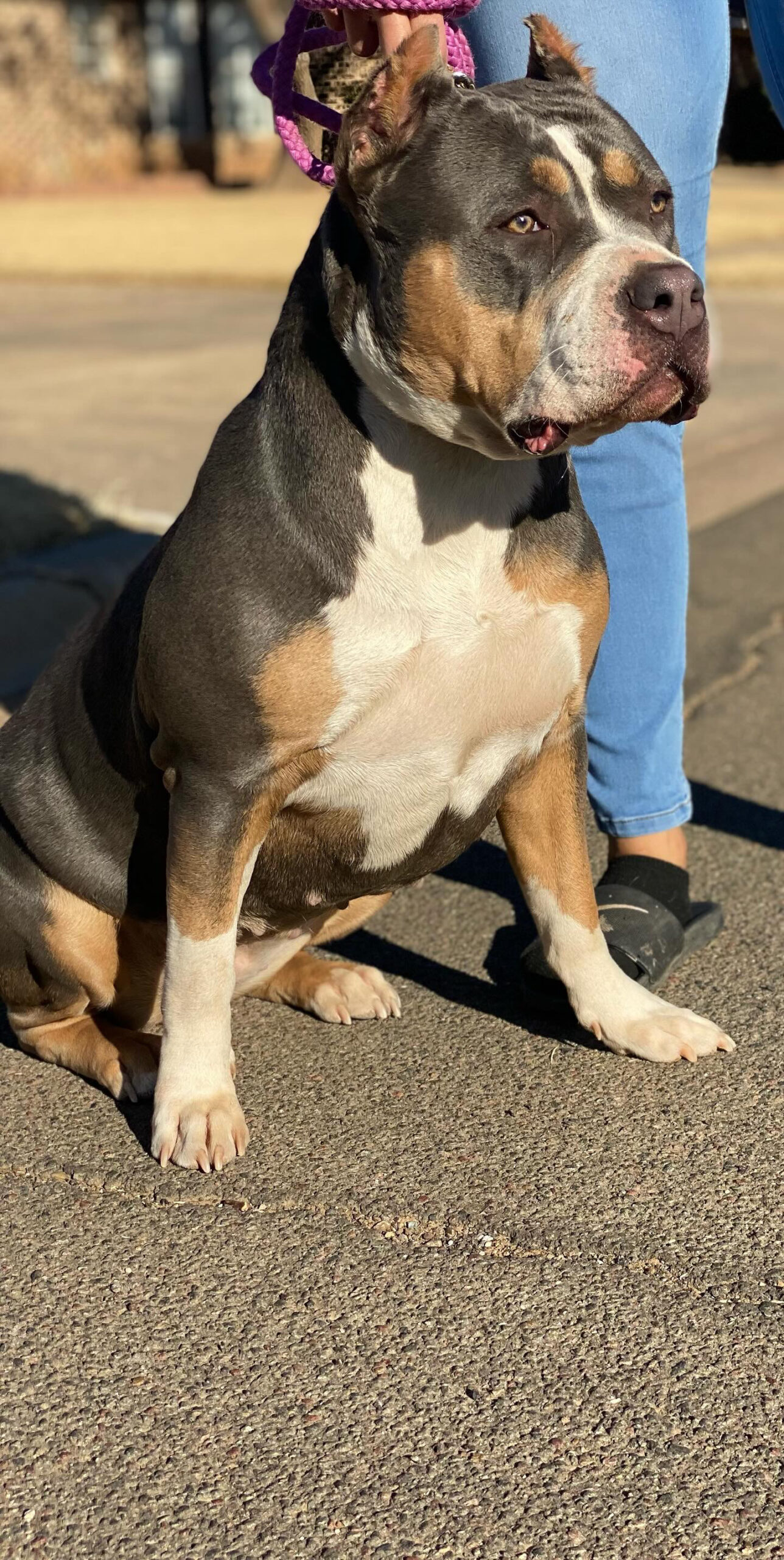 Dog Featured Image