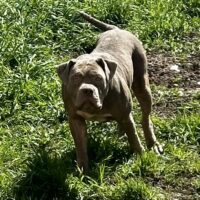 Olympian Bully Kendall Of Monster Prodigy Kennels