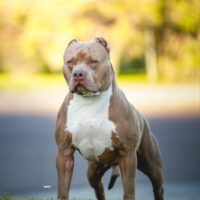 CH RYBO’S HERCULES OF DSXLB