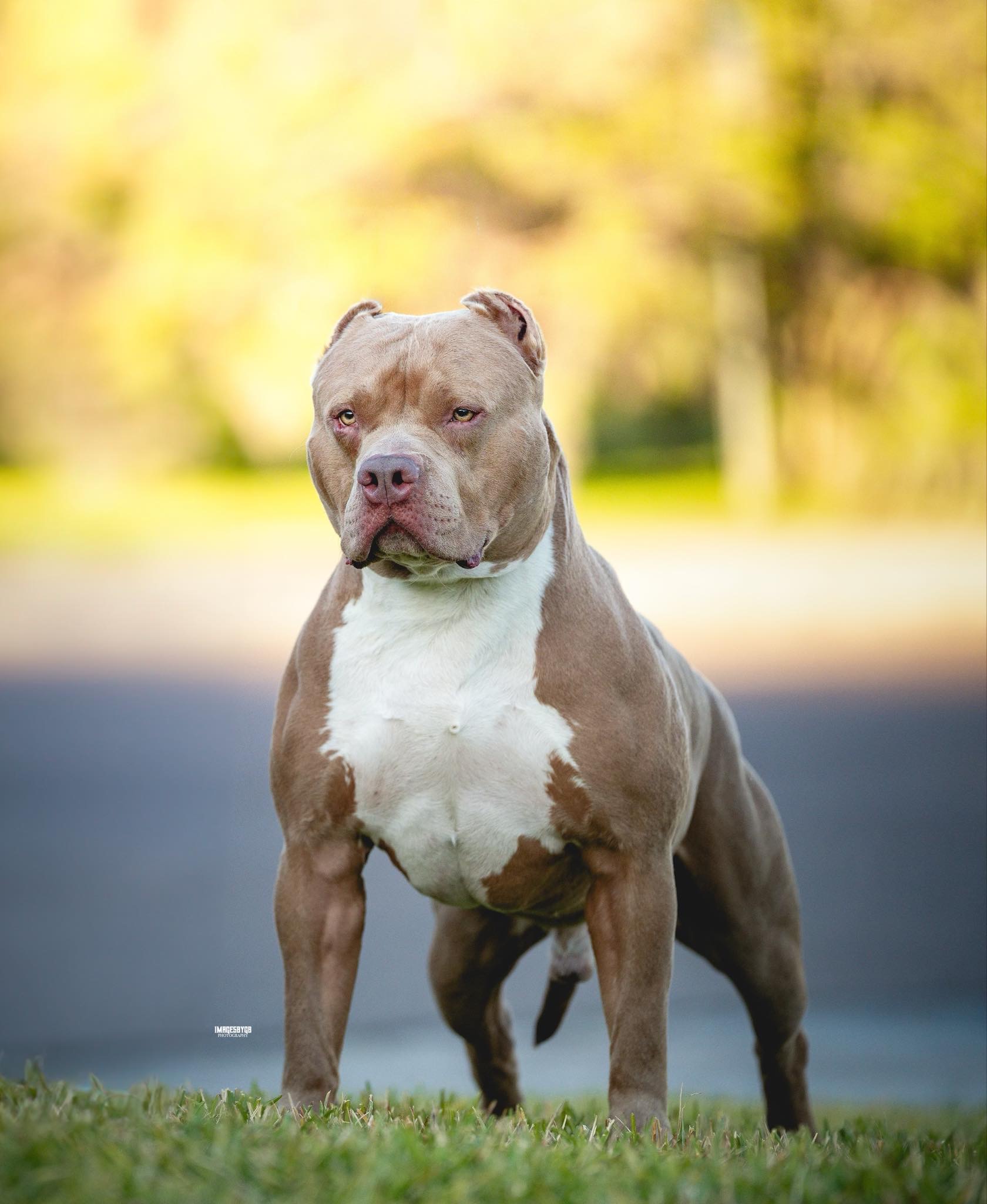 Dog Featured Image