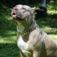TOPDOGBULLIES KIMBER
