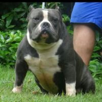 BRASIL FLY DOGS BULLY
