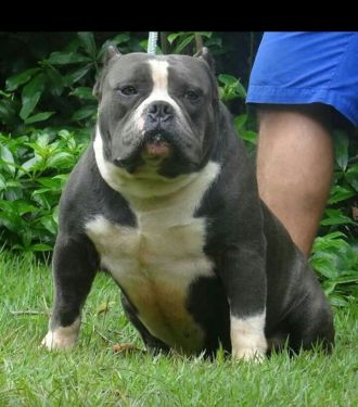 Dog Featured Image