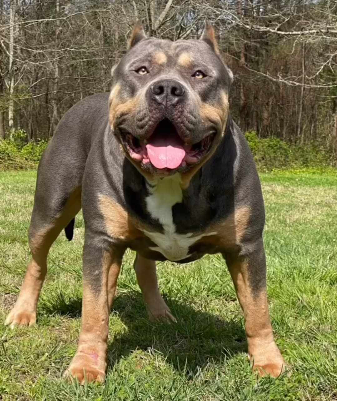 Dog Featured Image