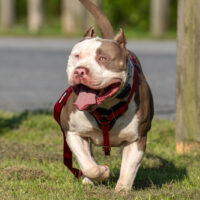 Nitro’s Bullies Super Saiyan