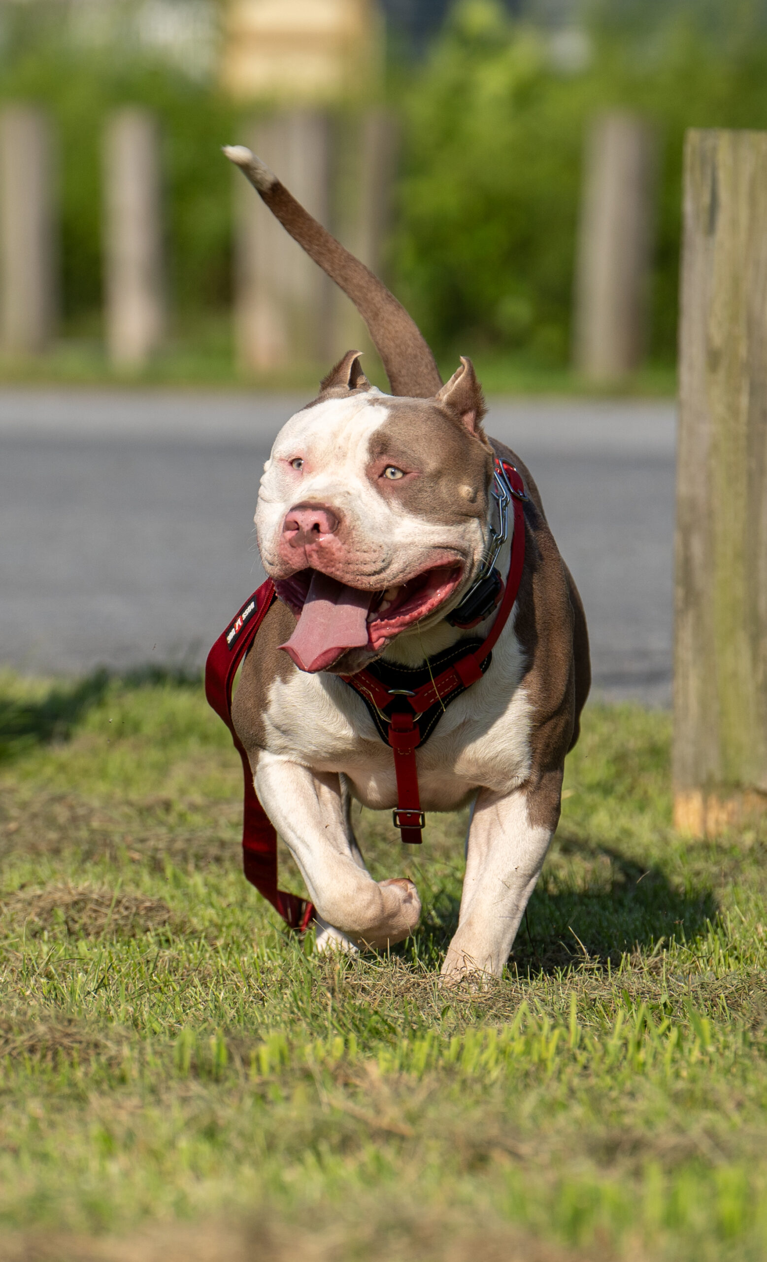 Dog Featured Image
