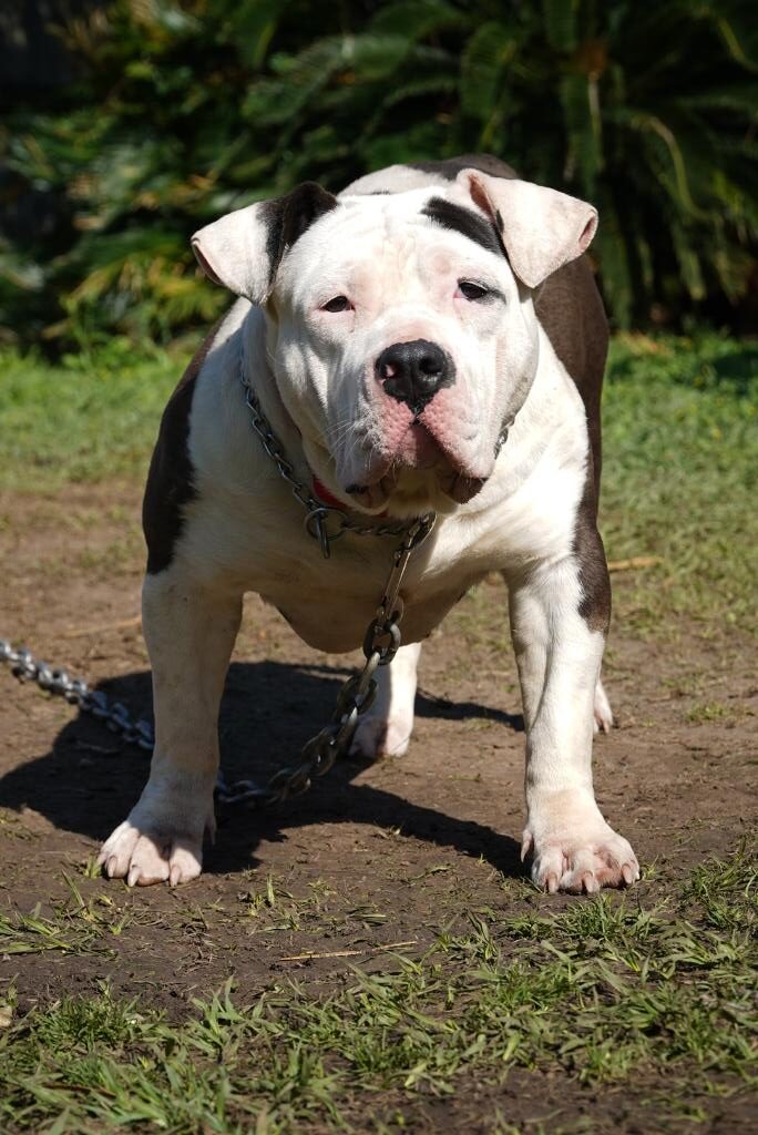 Dog Featured Image