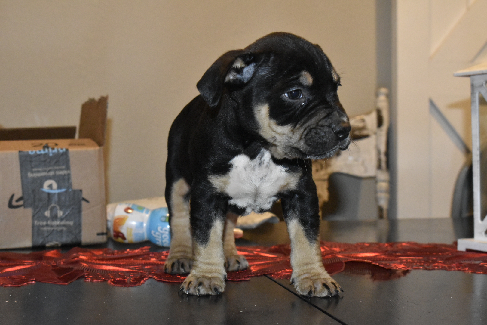 Dog Featured Image