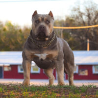Mad House XL Bullys Pluto