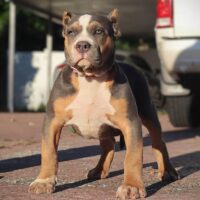 Team Hamilton Bullies Zuri