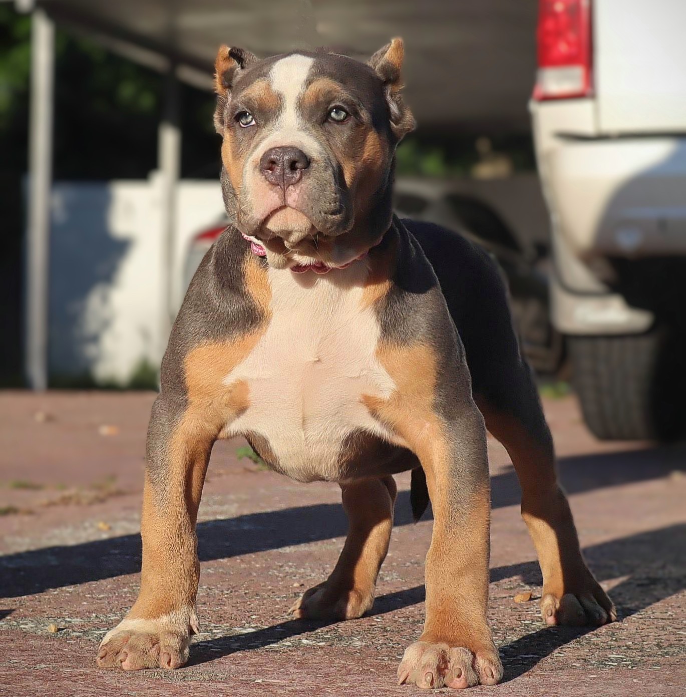 Dog Featured Image