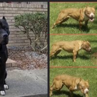 Diesel dogs Nero x red breeding