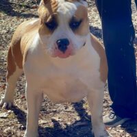 Probulls Kit Kat