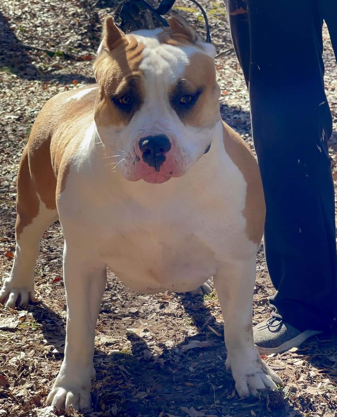 Dog Featured Image