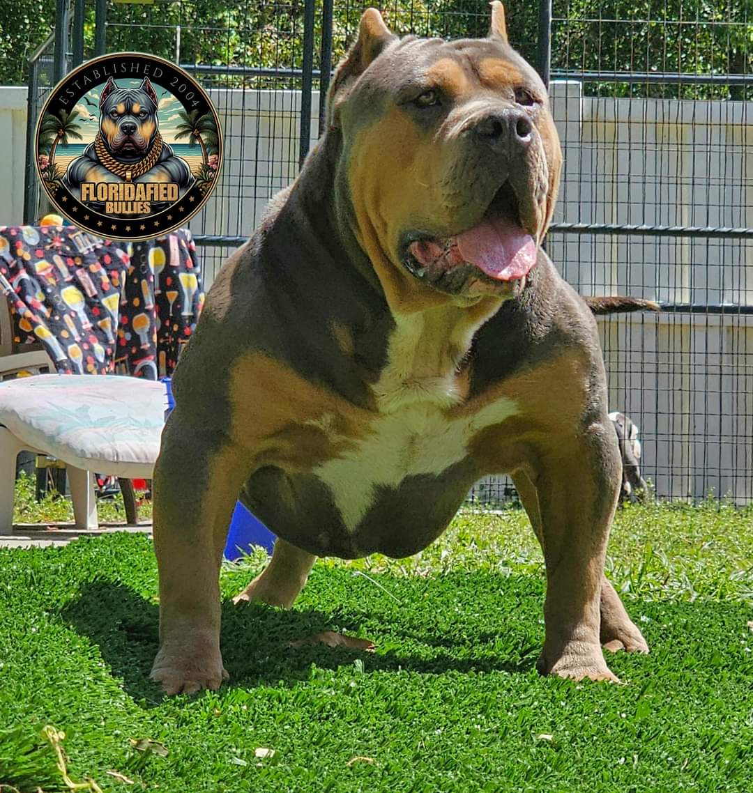 Dog Featured Image