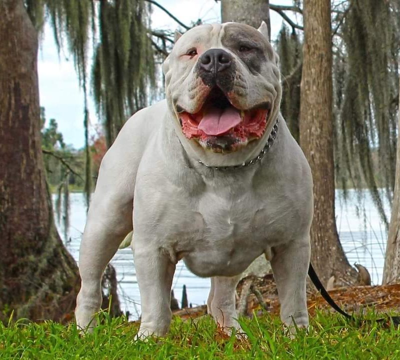Dog Featured Image