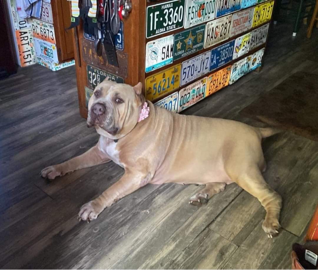 Dog Featured Image
