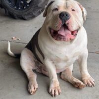 Big Bruno