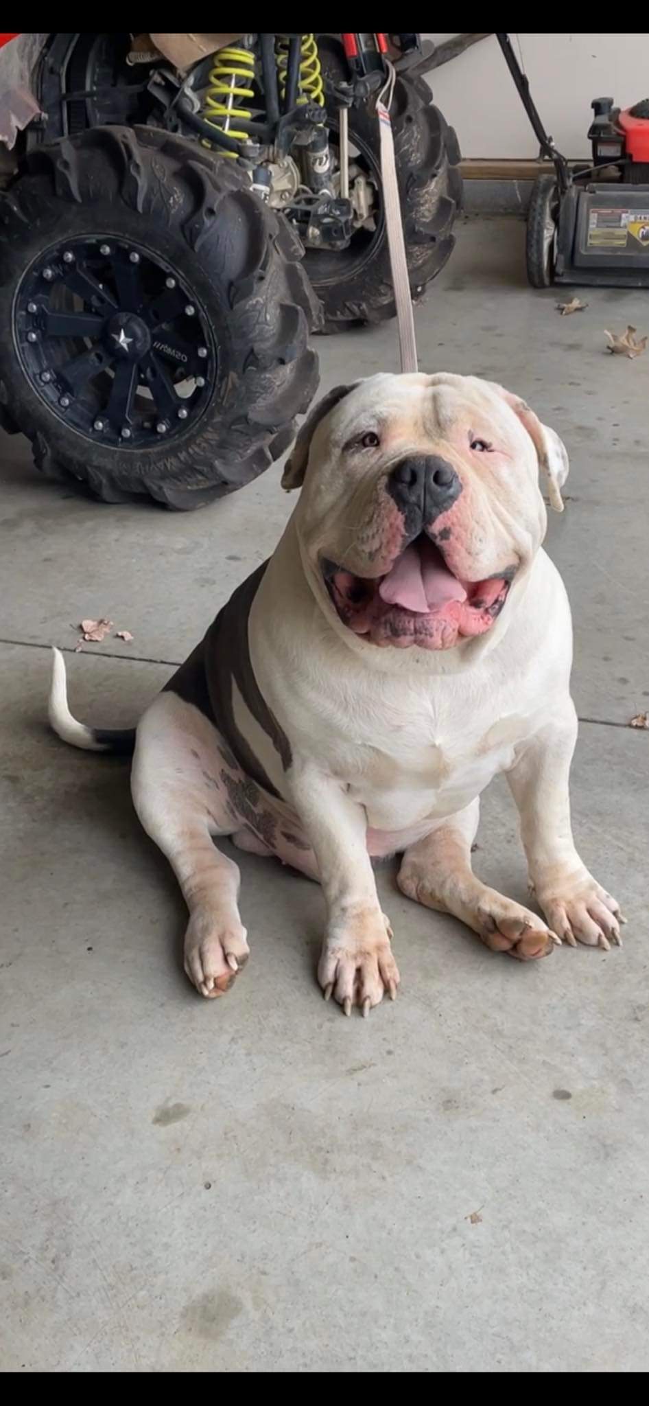Dog Featured Image