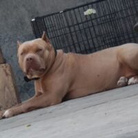 MAXI