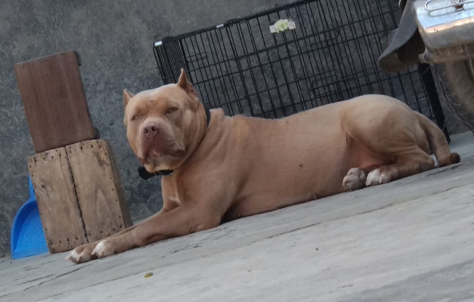 Dog Featured Image
