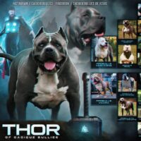 Thor The Mountain