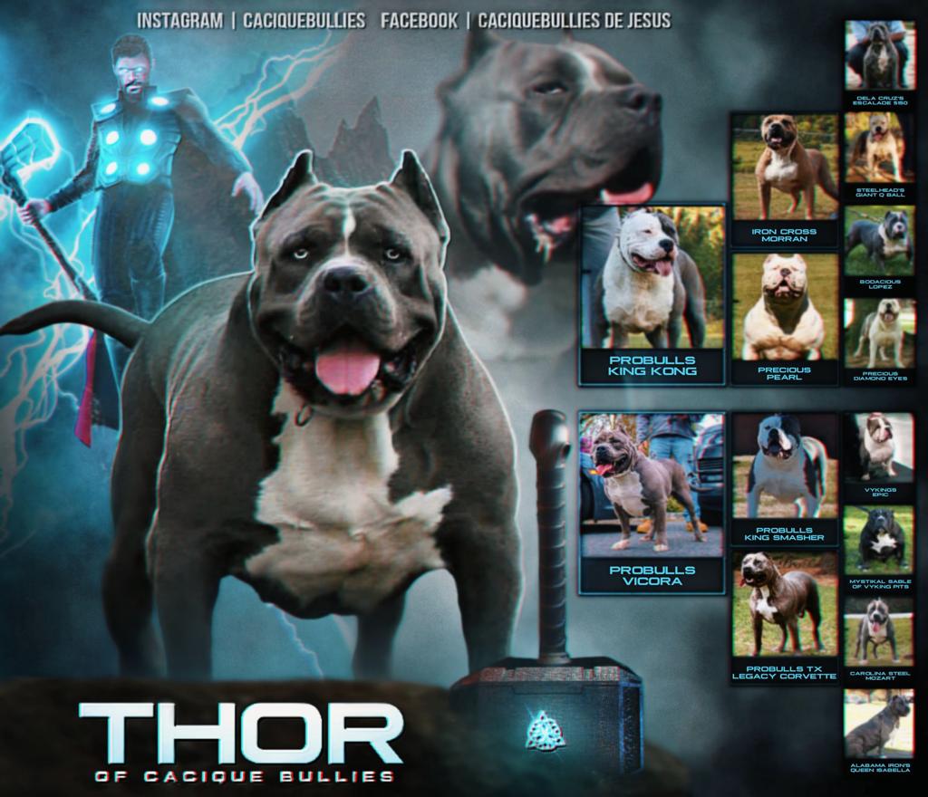Dog Featured Image