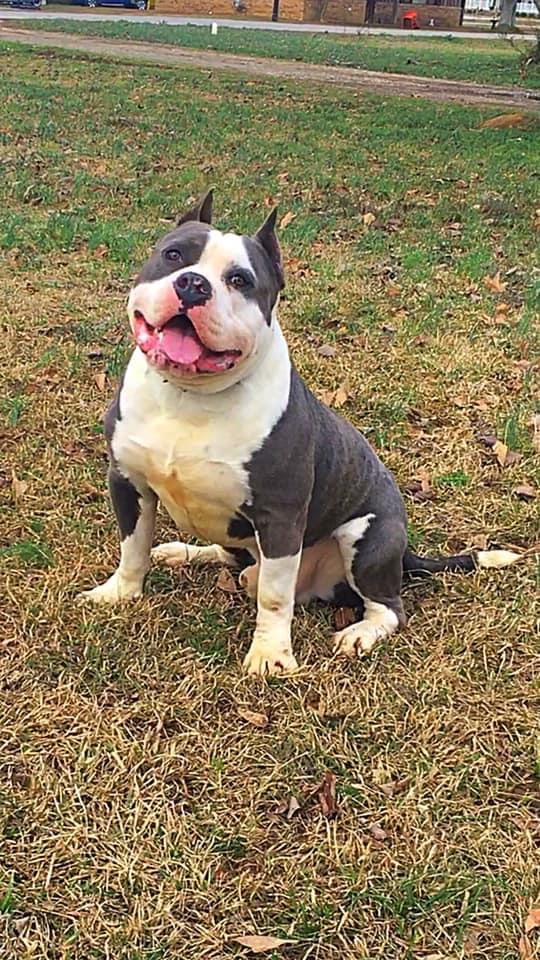 Dog Featured Image