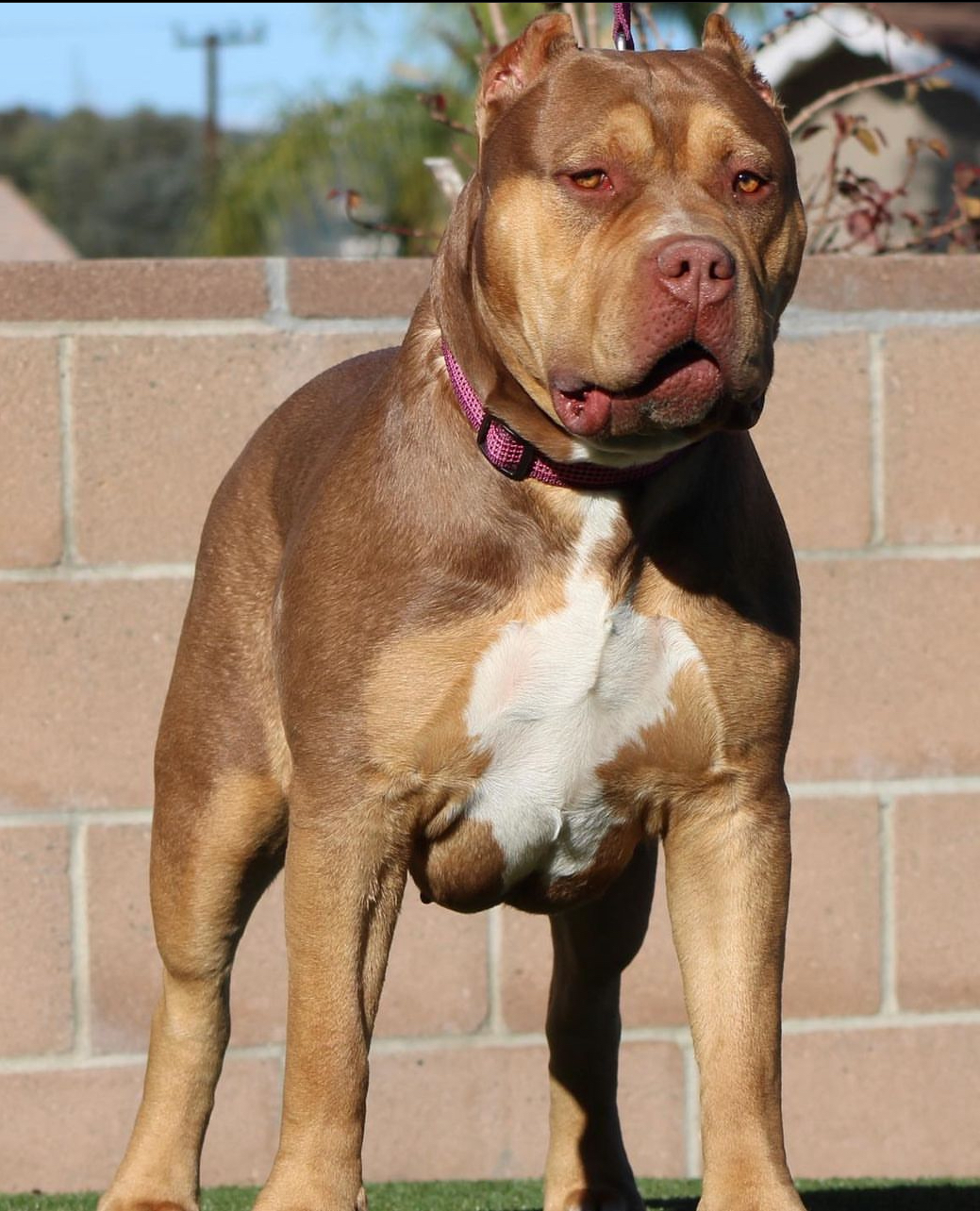 Dog Featured Image