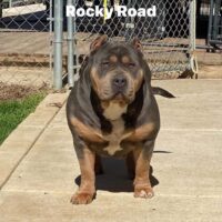 SLB Rocky Road of OCB