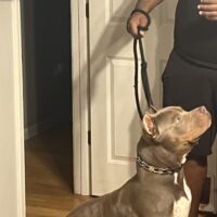 Koa