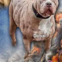MBB Dubai