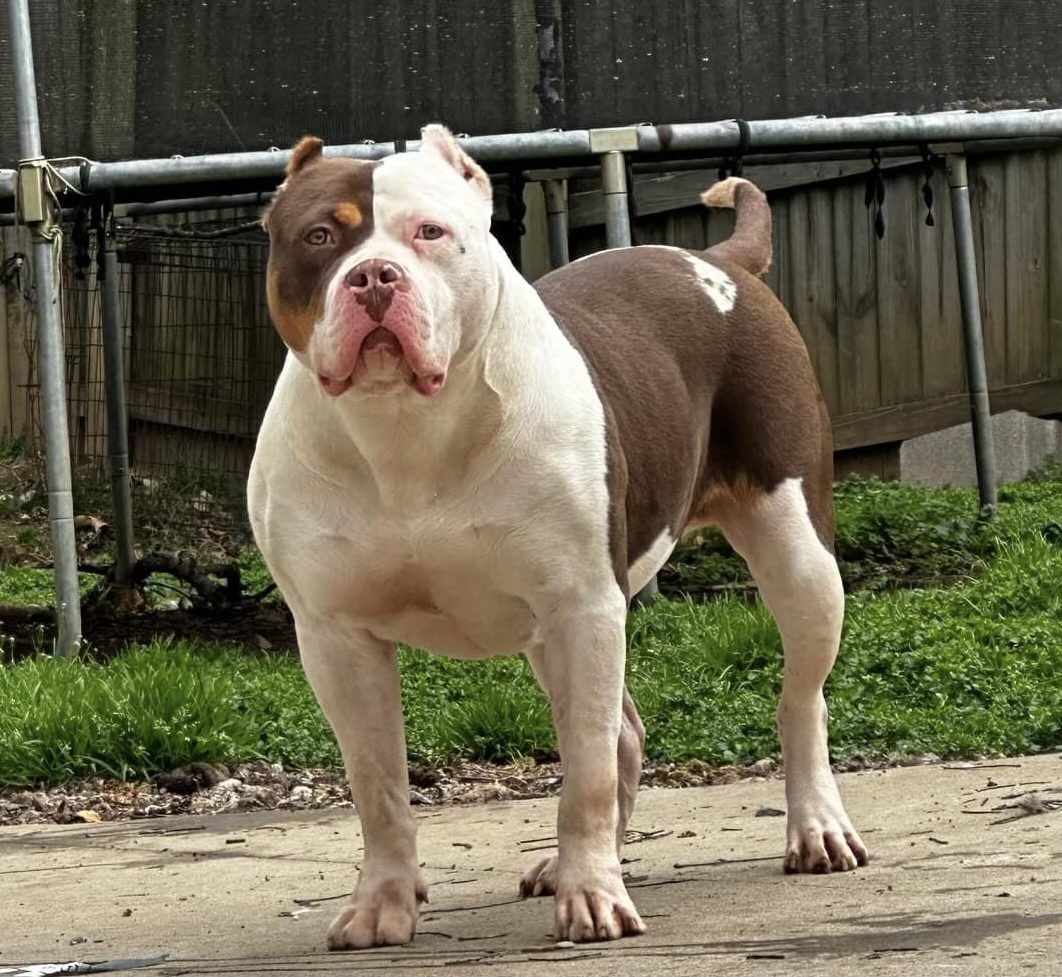 Dog Featured Image