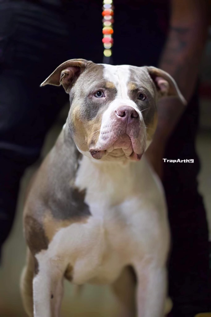 Dog Featured Image