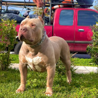 Immense Bullz Lord Hades