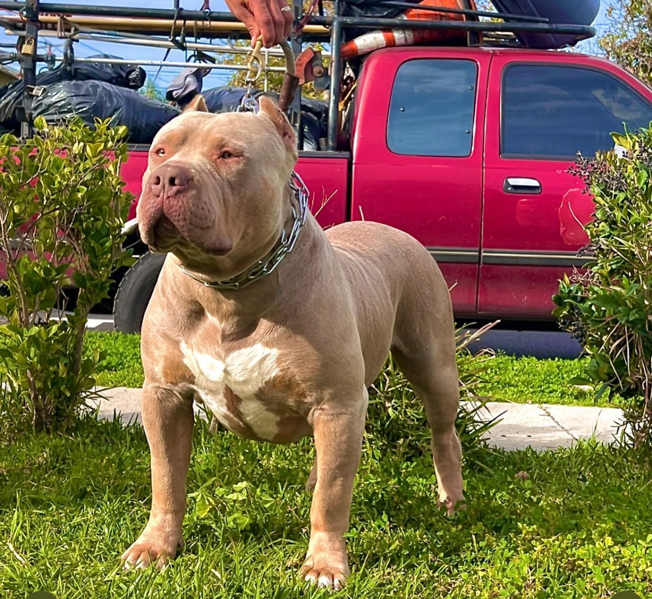 Dog Featured Image