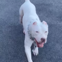 Snowball