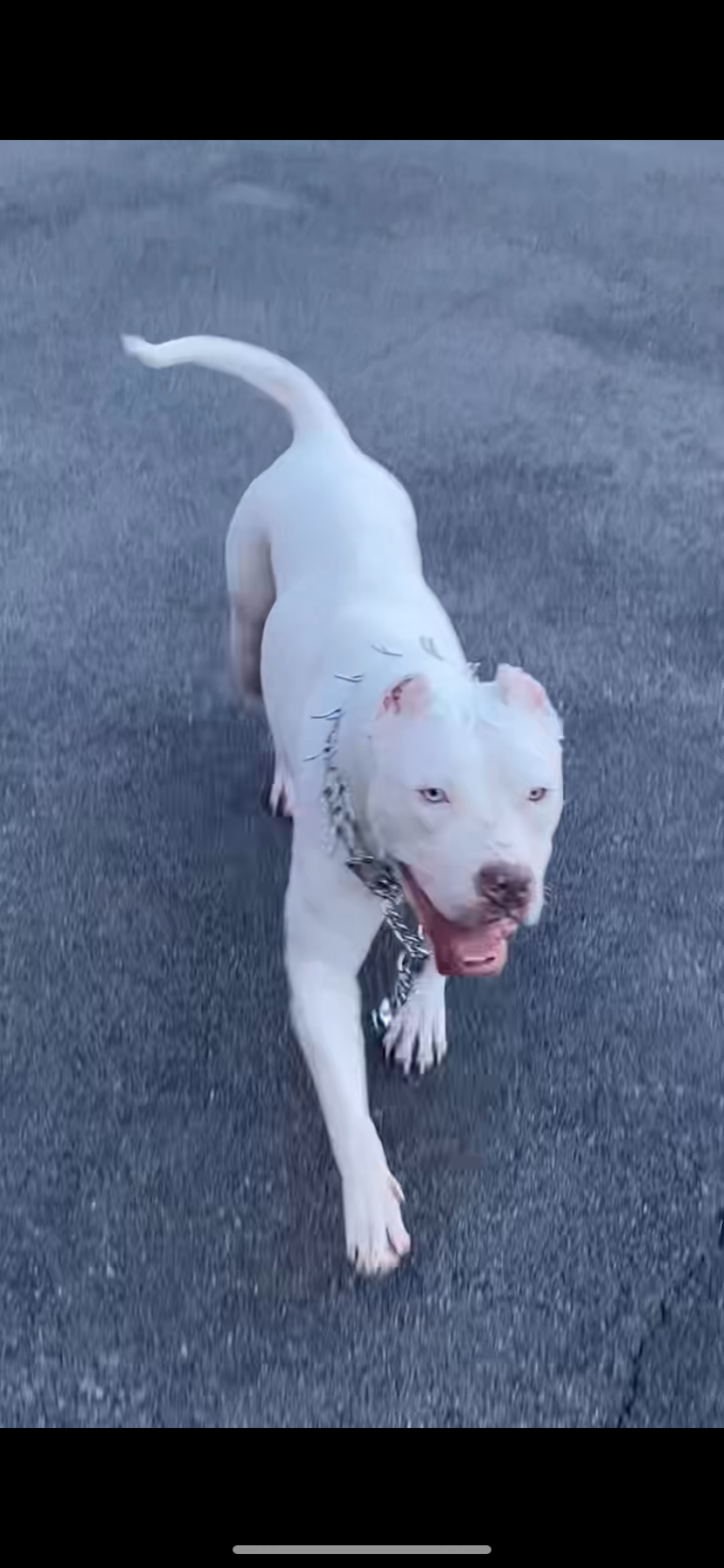 Dog Featured Image