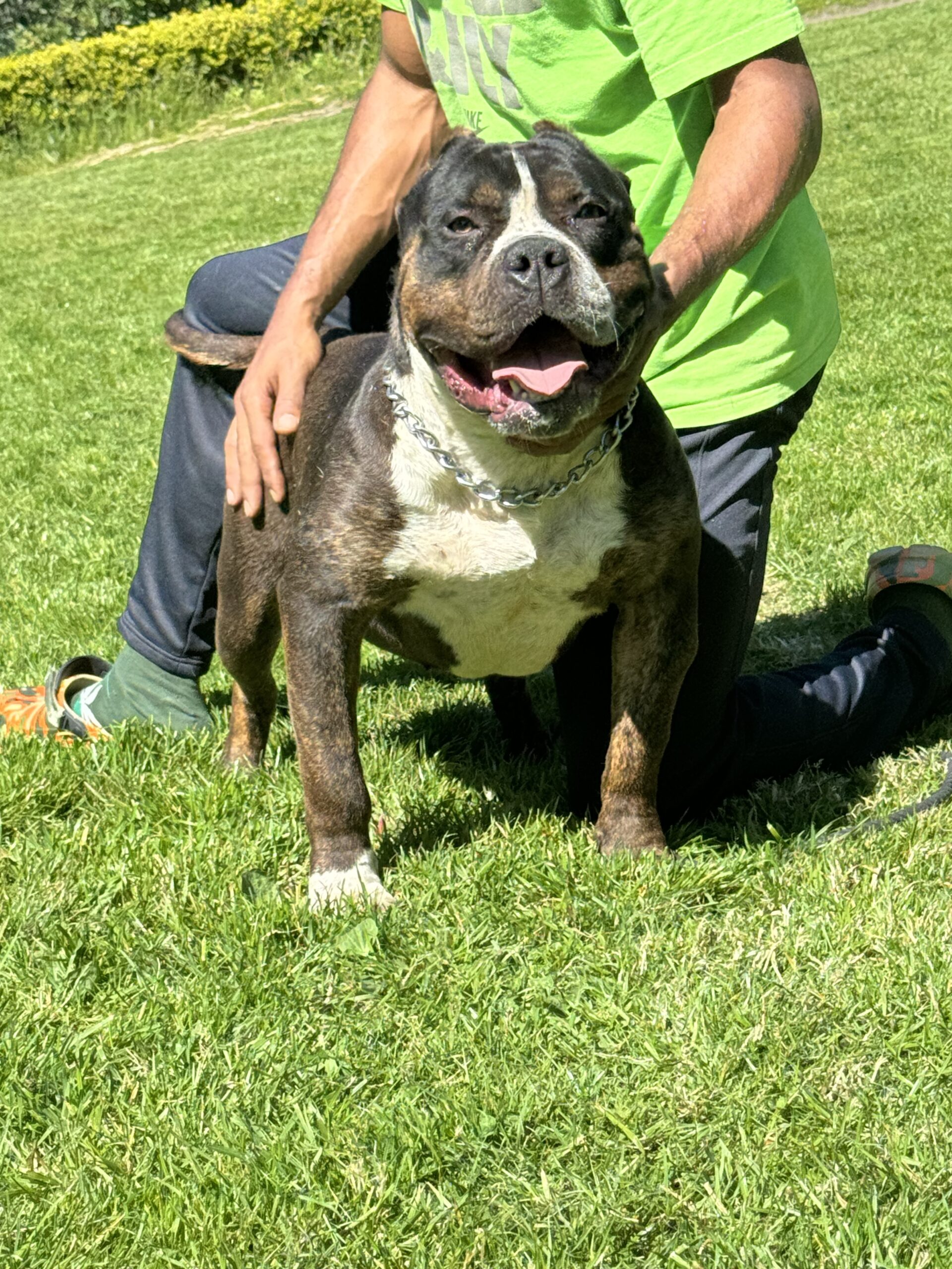 Dog Featured Image