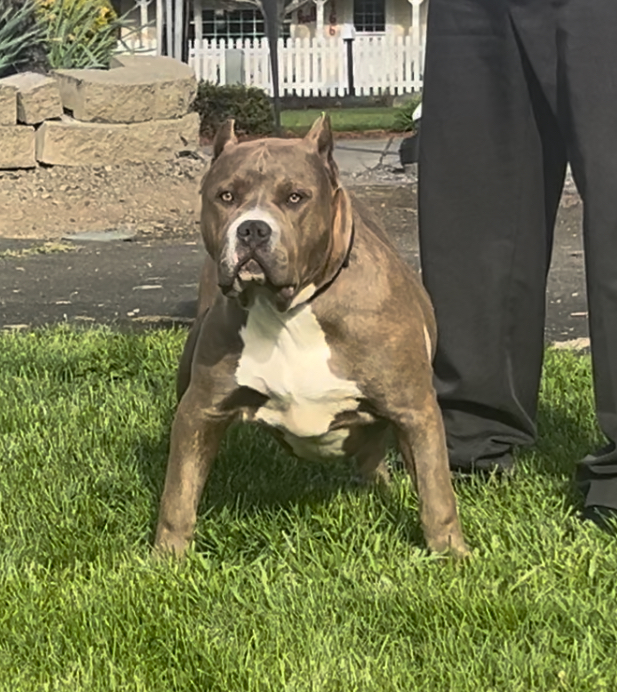 Dog Featured Image