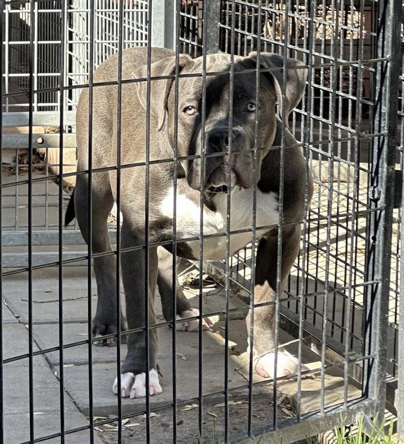 Dog Featured Image