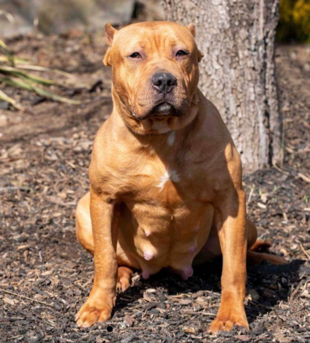 Dog Featured Image