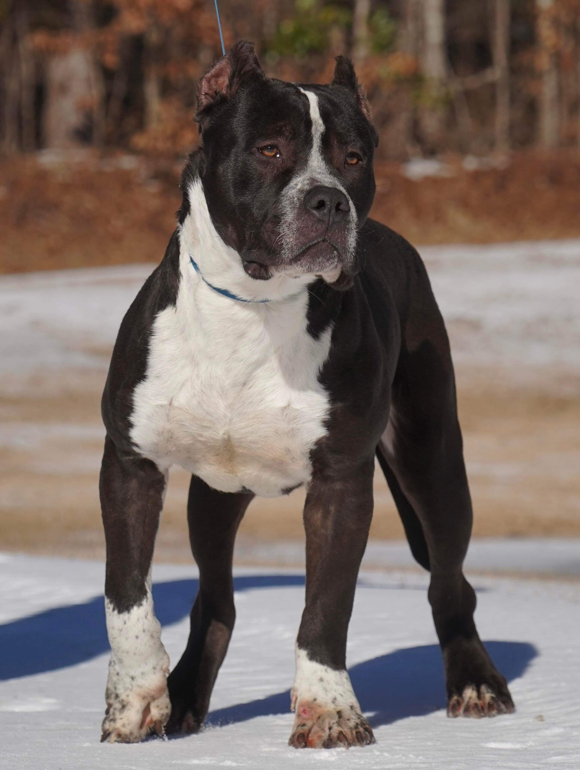 Dog Featured Image