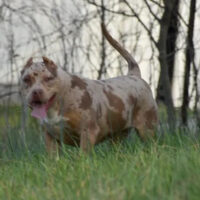 Bully ridge kennels Pumpkin