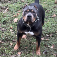 TTB’s RIO of Dream-Line Kennels