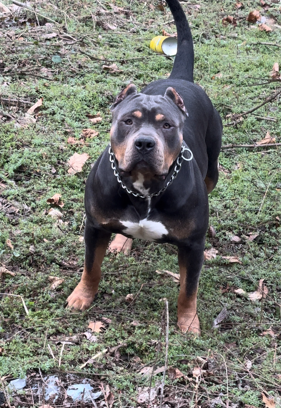 Dog Featured Image