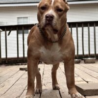 BurrnationK9’s Cleopatra SDK