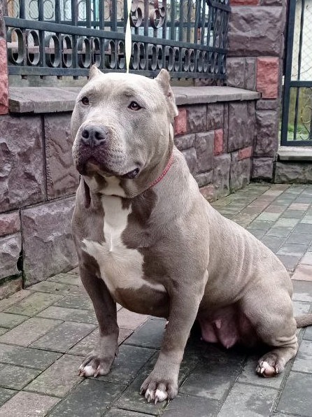 Dog Featured Image