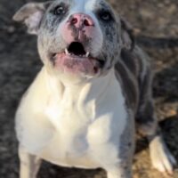 Leatherface Kennels Kamo
